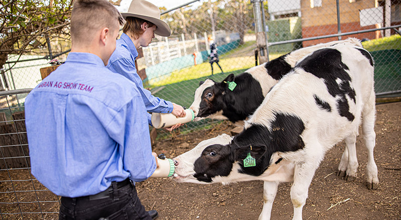 Agriculture at Marian Catholic College Kenthurst