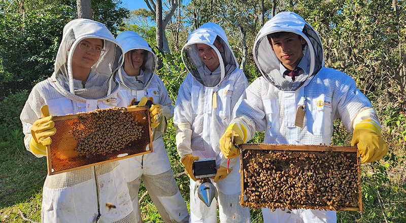 Bees and honey program at Marian Catholic College Kenthurst